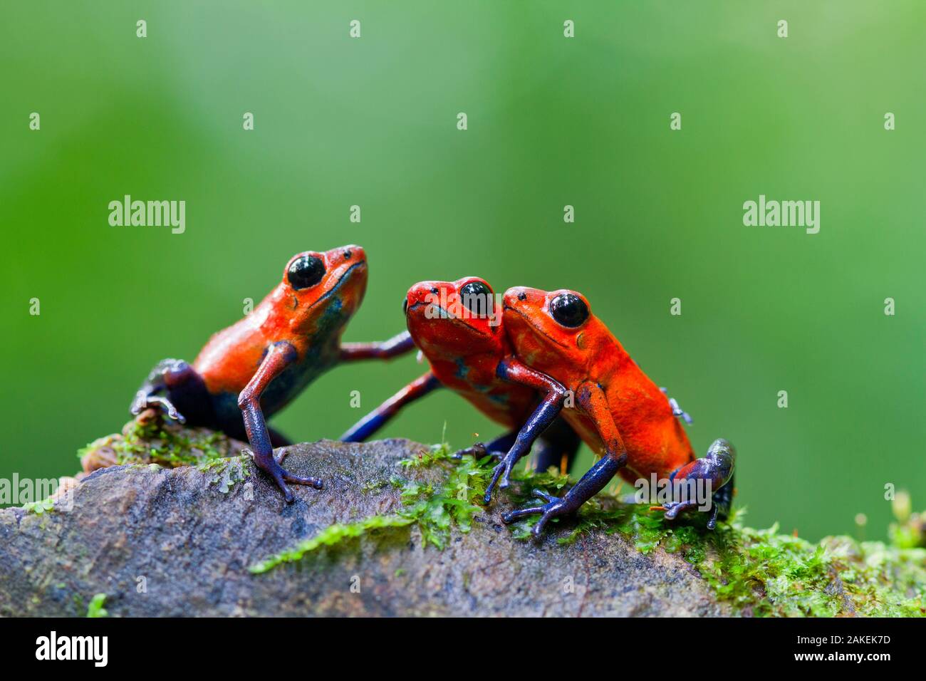 Three Strawberry poison frogs (Oophaga pumilio) on rock, Sarapiqui, Heredia, Costa Rica. Stock Photo