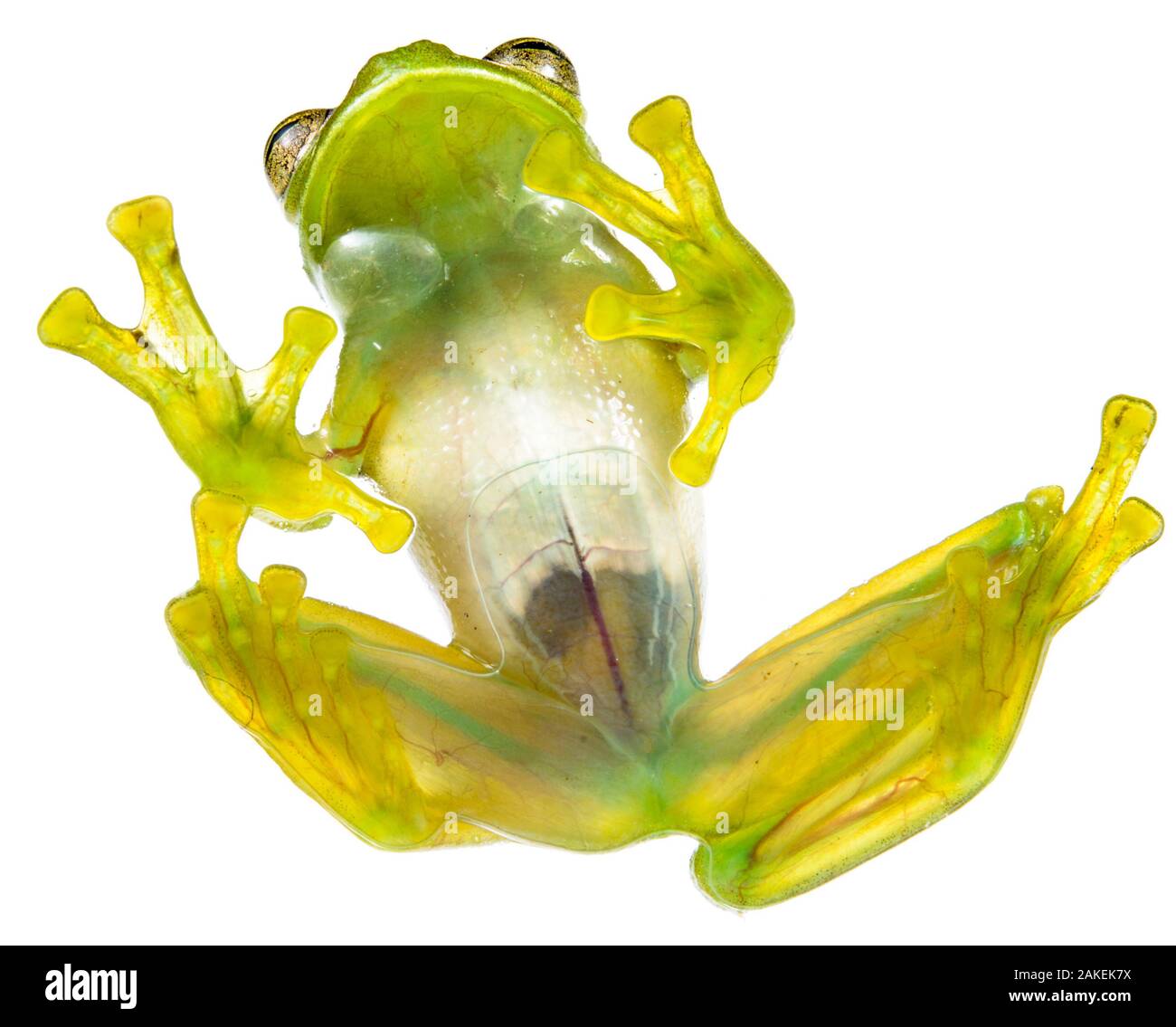 Glass frog (Rulyrana spiculata) ventral / underside view , Cosnipata