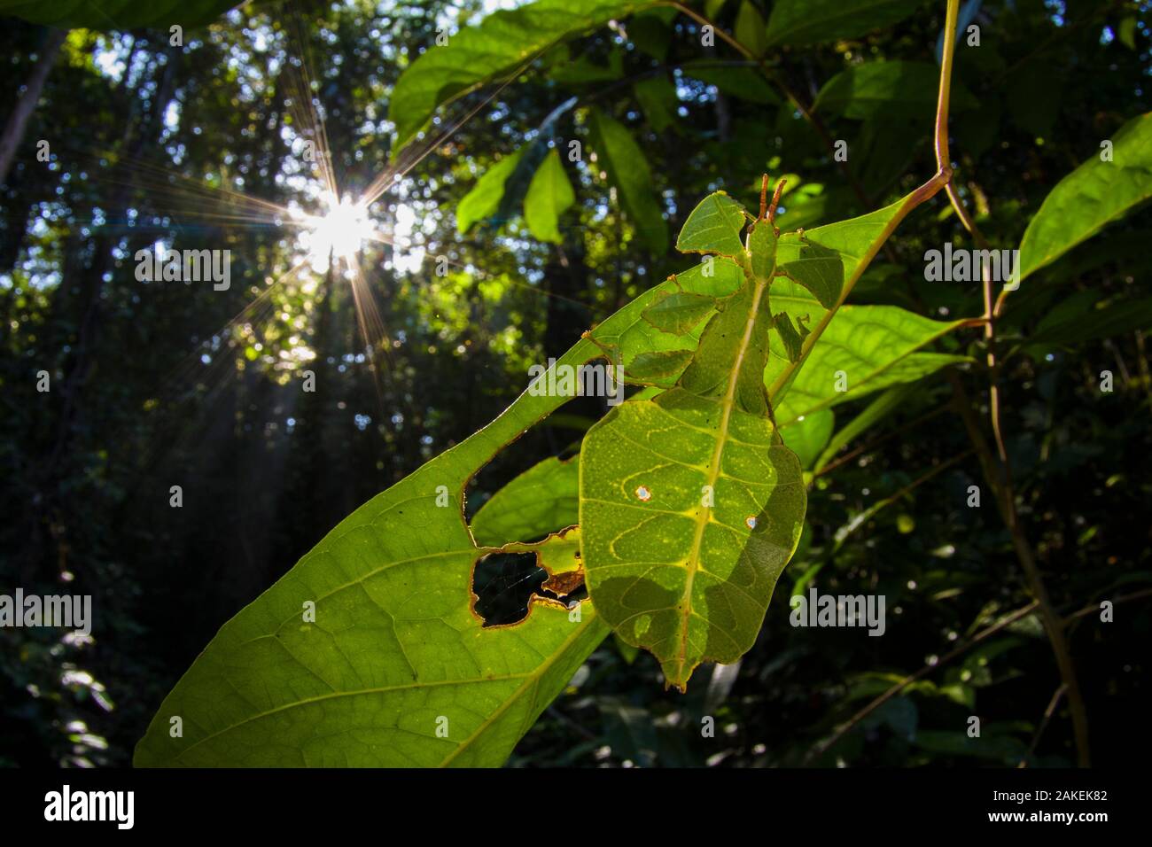 Leaf insect (Phyllium sp.) camouflaged in rainforest, Mulu National Park, Borneo. Stock Photo