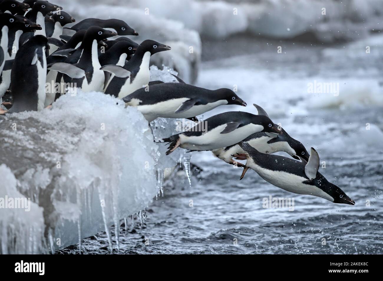 Penguin movement hi-res stock photography and images - Alamy