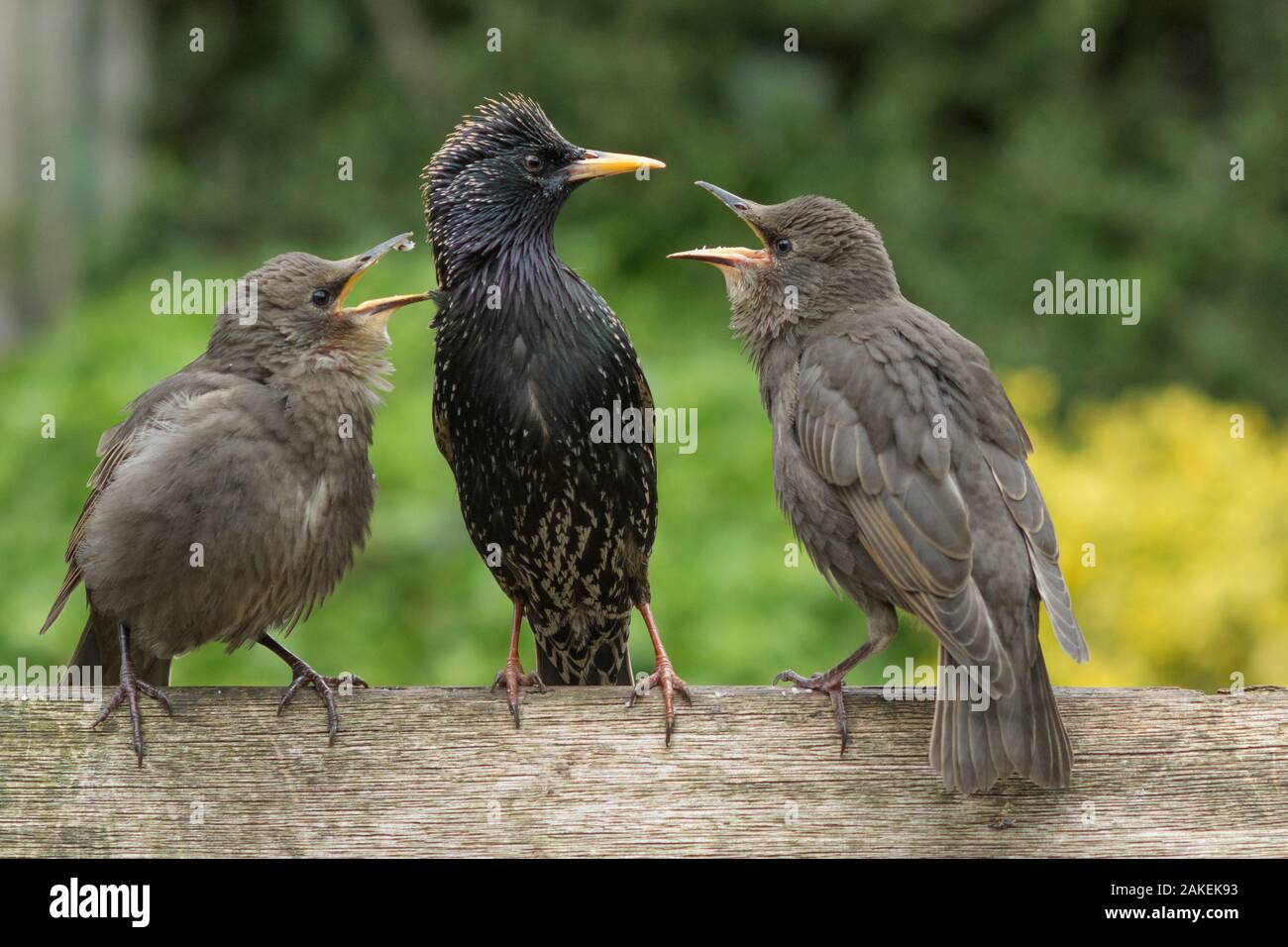 Baby Starling Bird