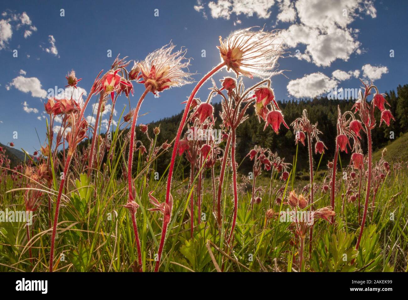 Prairie smoke / Old man's whiskers flowers (Geum triflorum) San Juan National Forest,  Durango, Colorado, USA, May. Stock Photo