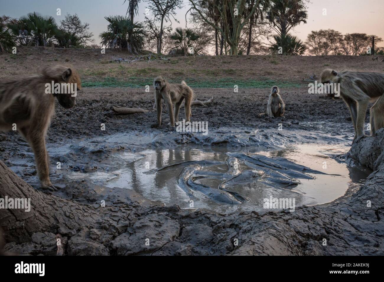 Baboons (Papio sp) watching Sharpooth catfish (Clarias gariepinus) trapped in last puddle of  water, Mussicadzi River during the dry season, Gorongosa National Park, Mozambique. Stock Photo