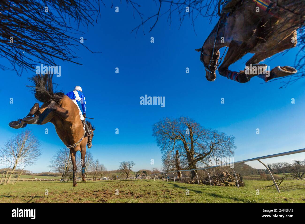 Point-to-Point horse racing, low angle view of racehorses jumping fence, Monmouthshire, Wales, UK. March 2014. Stock Photo