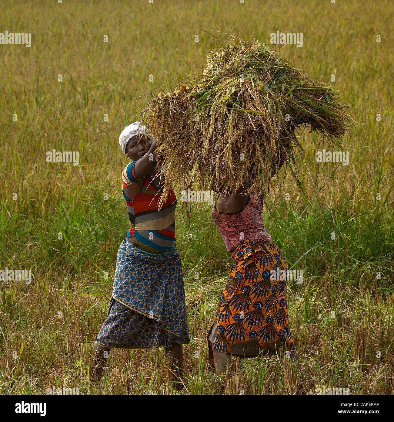 Women harvesting rice, Burkina Faso, December 2017 Stock Photo