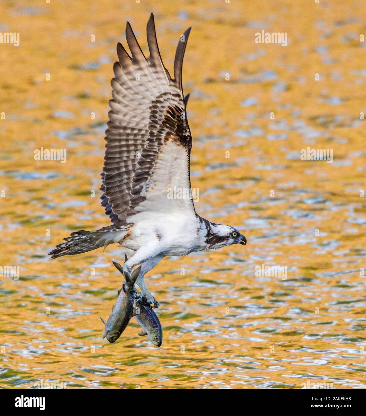 Osprey (Pandion haliaetus) with two Alewife (Alosa pseudoharengus) just caught in the Atlantic Ocean. Acadia National Park, Maine, USA. June. Stock Photo