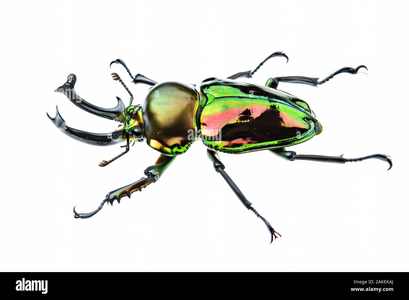 Golden green stag beetle (Lamprima sp.), adult male with big mandibles and a shiny iridescent coloration, Italy. Captive. Stock Photo