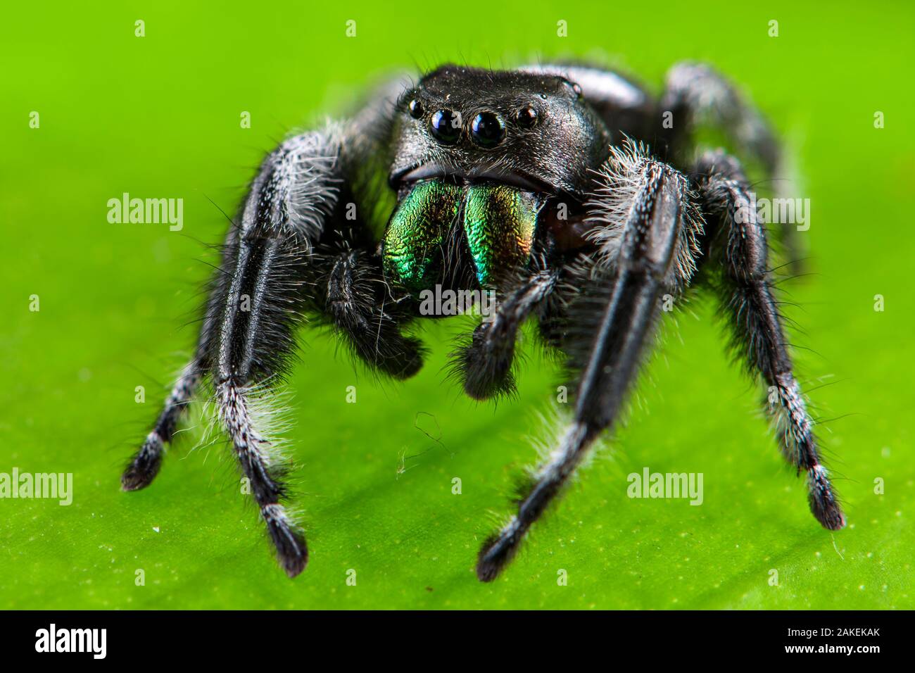 Regal jumping spider (Phidippus regius) captive male with iridescent fangs. Italy. Stock Photo