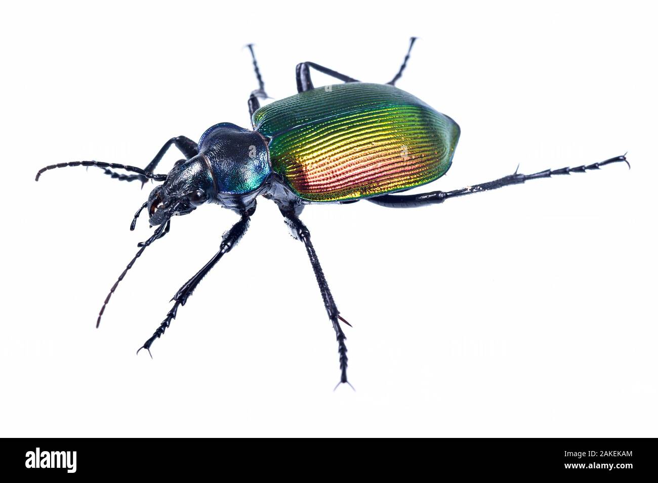 Carabid beetle (Calosoma sycophanta) on white backlit background, Antola Regional Park, Italy Stock Photo