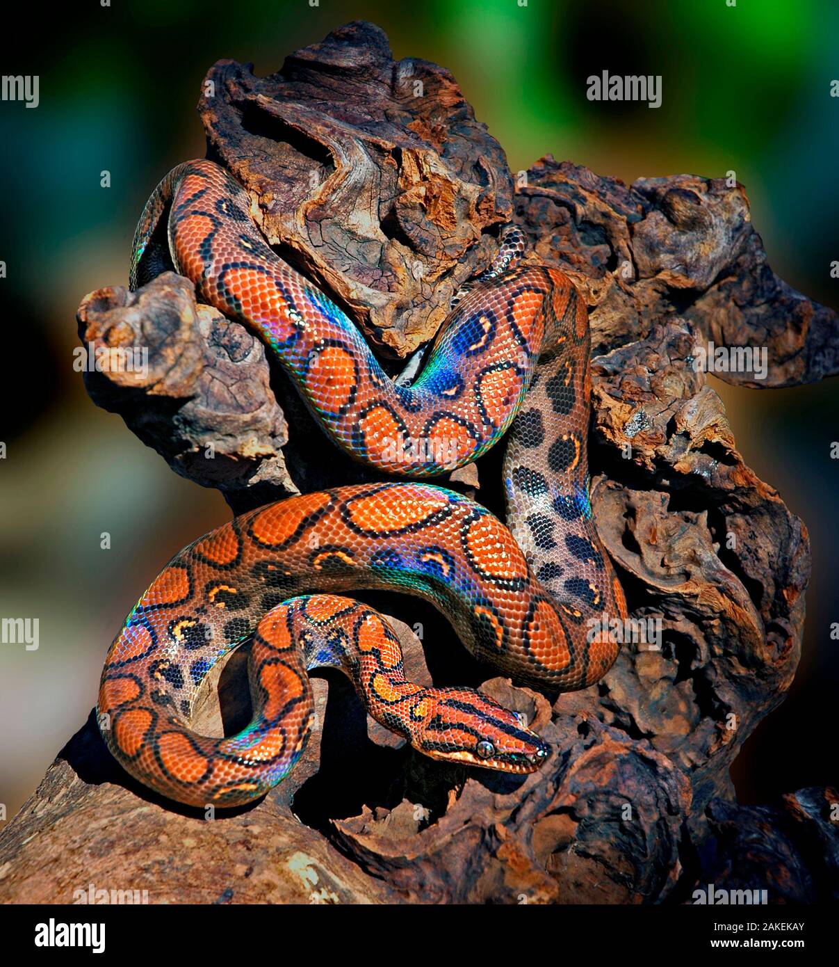 Rainbow boa (Epicrates cenchria cenchria) captive. Small repro only Stock Photo