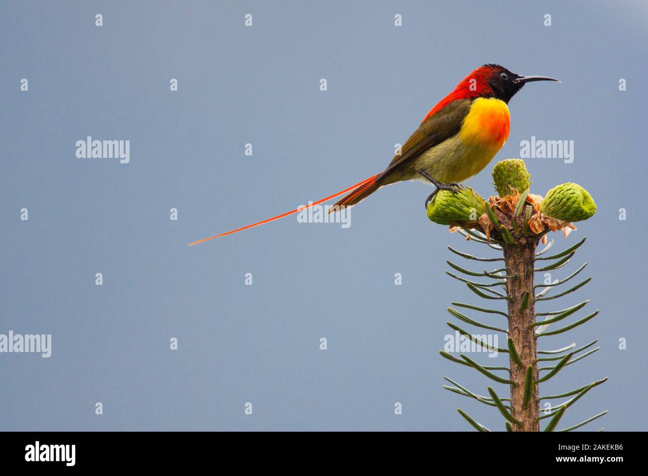 Fire-tailed sunbird (Aethopyga ignicauda) perched on conifer.  Sikkim, India. Stock Photo