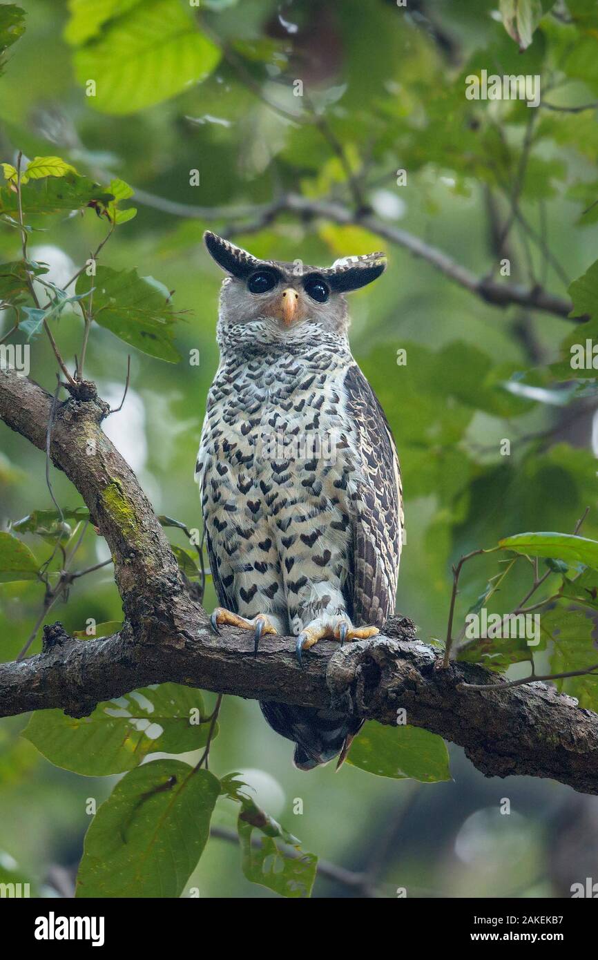 Spot-bellied eagle owl (Bubo nipalensis) perched on branch,  Jim Corbett National Park, Uttarakhand, India. Stock Photo