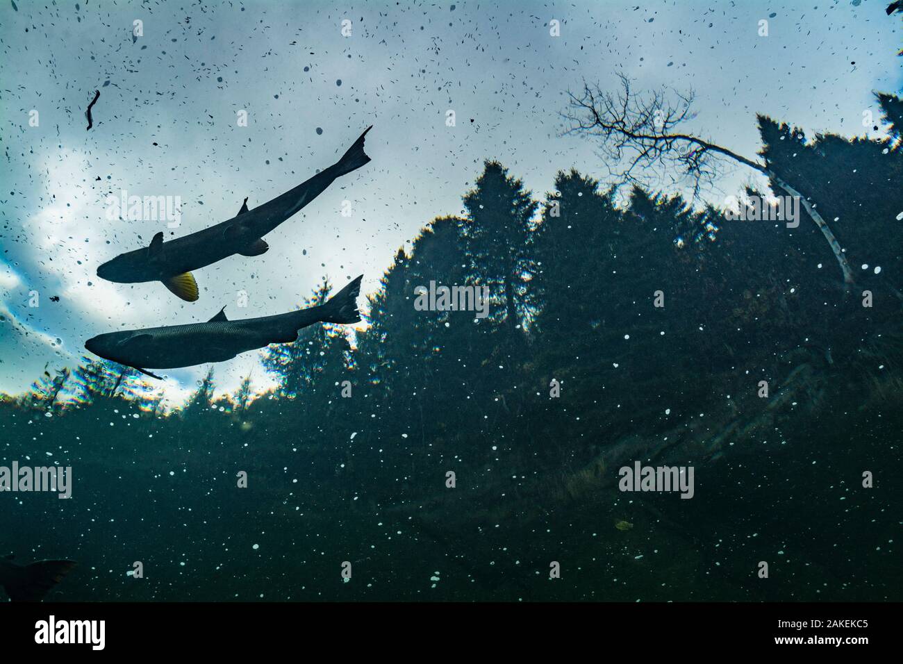 Two Atlantic salmon (Salmo salar) silhouetted against sky, Gaspe Peninsula, Quebec, Canada, October. Stock Photo