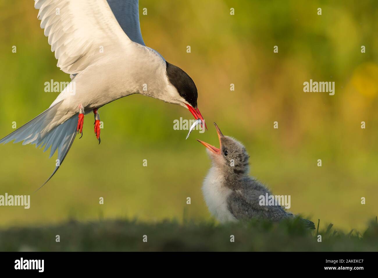 Arctic tern (Sterna paradisaea) in flight with fish in beak for feeding chick, Machias Seal Island, Bay of Fundy, New Brunswick, Canada, July. Stock Photo