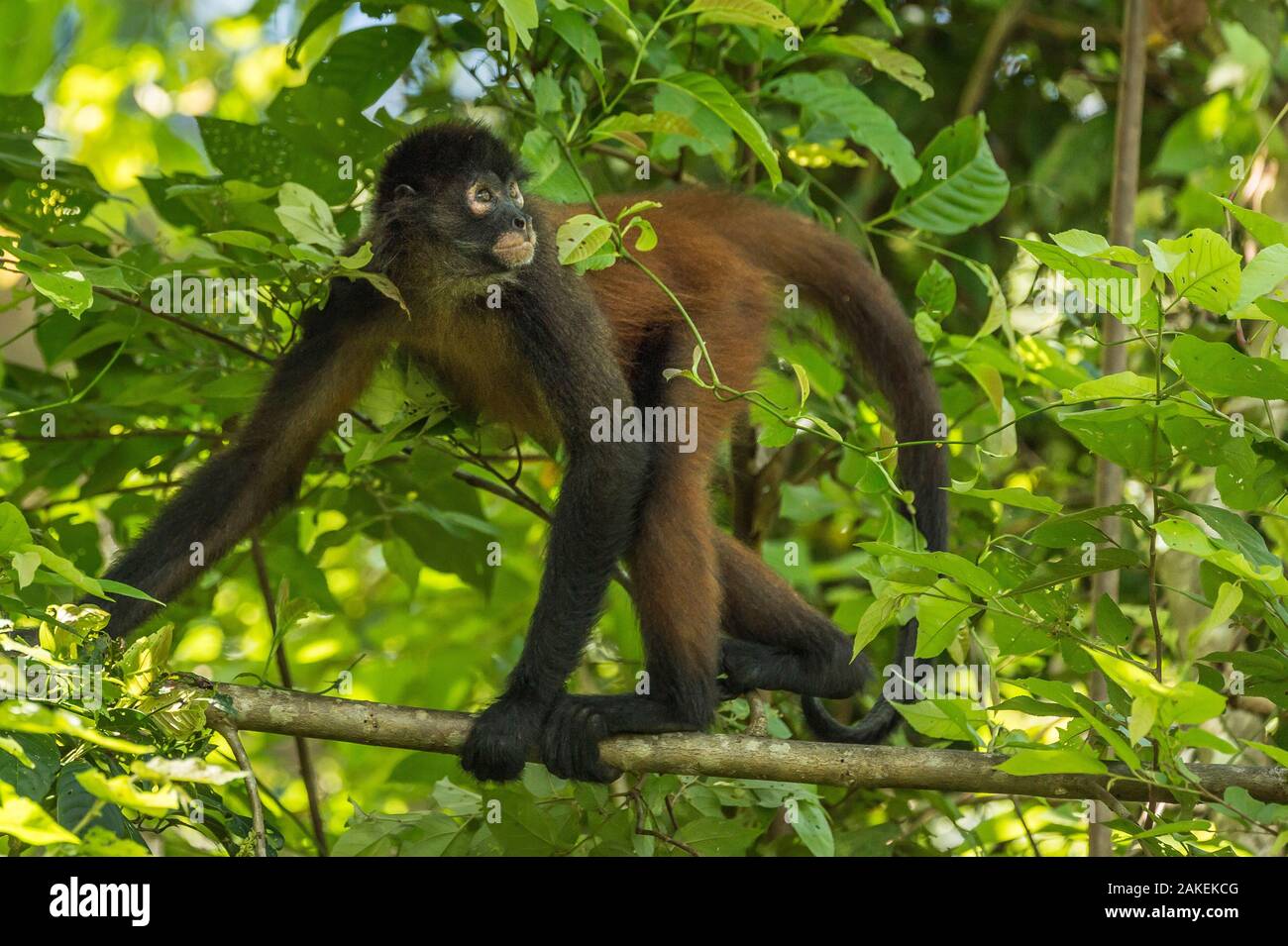 Geoffroy's spider monkey (Ateles geoffroyi) walking along branch, Corcovado National Park, Osa Peninsula, Costa Rica, Endangered species. Small repro only. Stock Photo