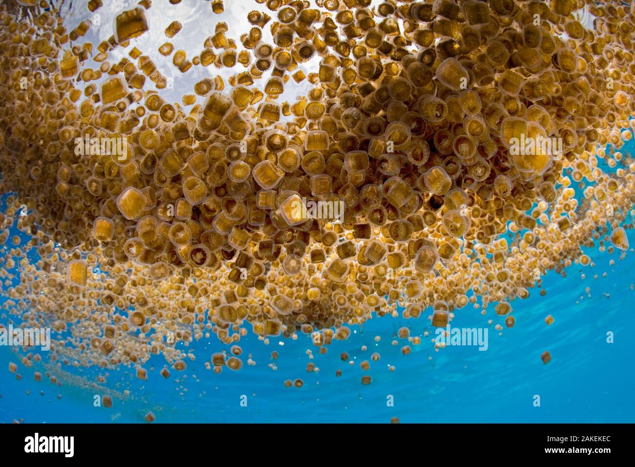 Thimble jellyfish (Linuche unguiculata) aggregation, My Paradise Reef, Cabilao Island, Bohol, Central Visayas, Philippines, Pacific Ocean. Stock Photo