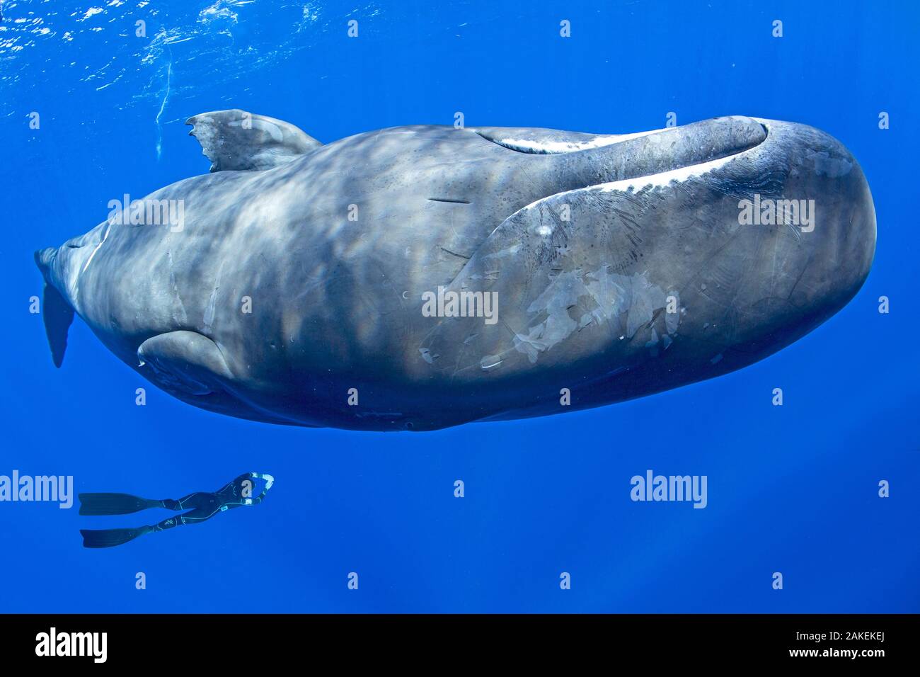 Sperm whale (Physeter macrocephalus) with a free diver swimming, Dominica, Caribbean Sea, Atlantic Ocean, Vulnerable species. Stock Photo