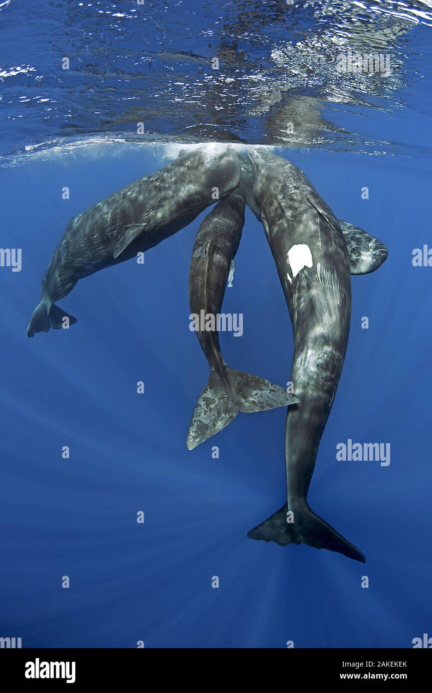 Three Sperm whales (Physeter macrocephalus) socialising under the surface, Dominica, Caribbean Sea, Atlantic Ocean, Vulnerable species. Stock Photo