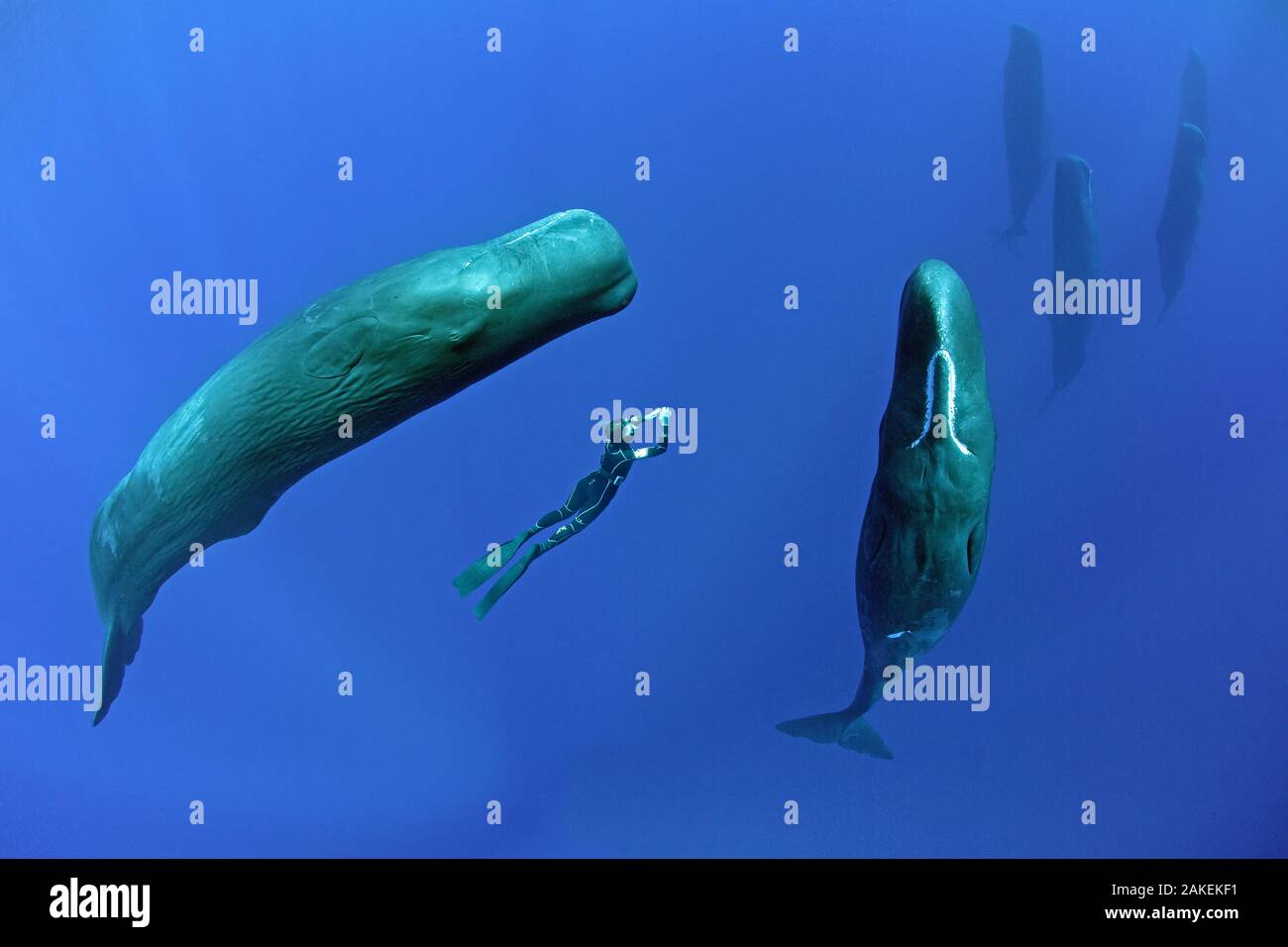 Sperm whales (Physeter macrocephalus) socialising with free diver stopped between two individuals,  Dominica, Caribbean Sea, Atlantic Ocean, January, Vulnerable species. Stock Photo