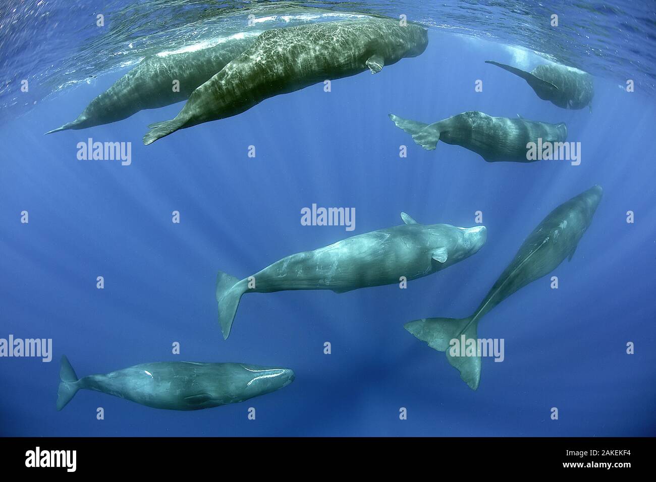 Sperm whale (Physeter macrocephalus) pod, Dominica, Caribbean Sea, Atlantic Ocean, January, Vulnerable species. Stock Photo