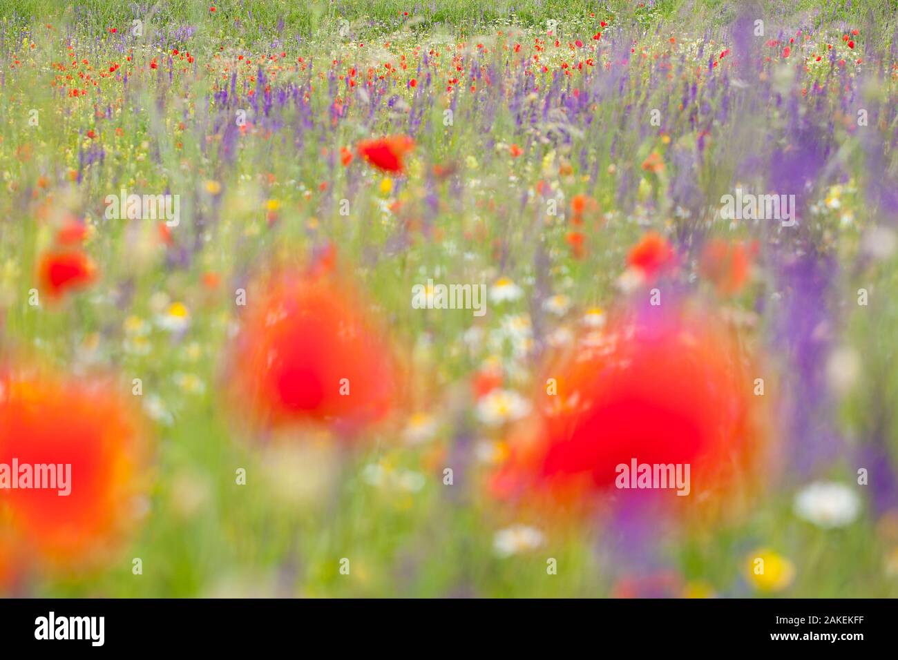 Red poppies, cornflowers, daisies and other ruderal species colonize abandoned cultivated fields. Gran Sasso National Park, Central Apennines, Abruzzo, Italy, June. Stock Photo