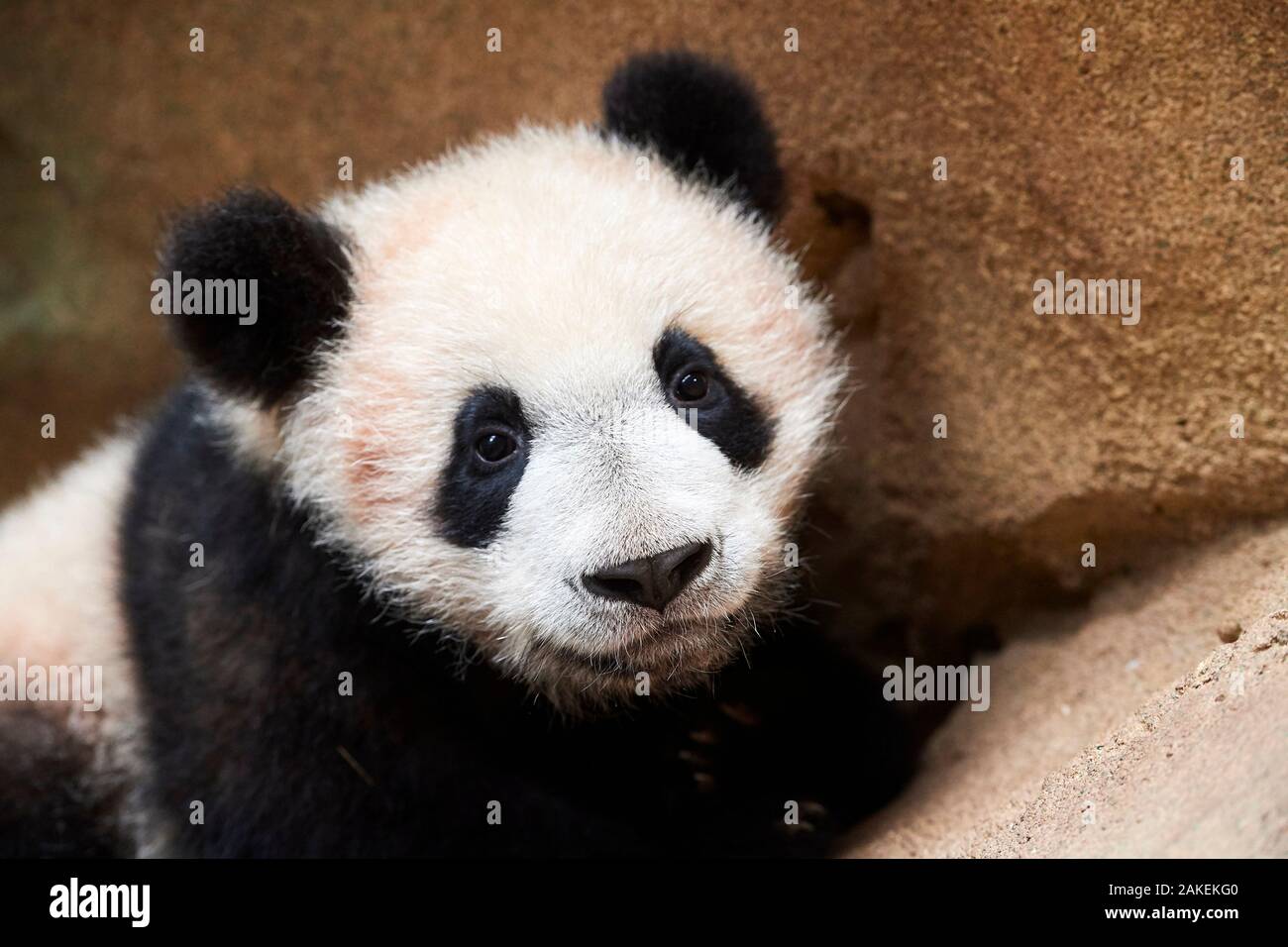 Portrait of Giant panda cub (Ailuropoda melanoleuca) captive. Yuan Meng, first Giant panda ever born in France,  now aged 8 months, Beauval Zoo, France Stock Photo