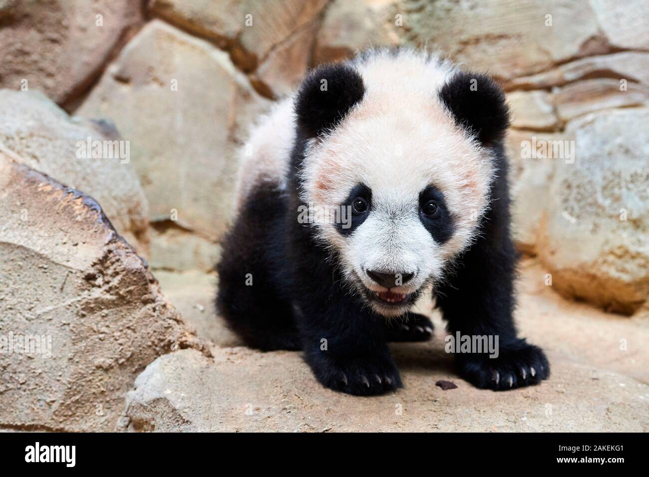 Portrait of Giant panda cub (Ailuropoda melanoleuca) captive. Yuan Meng, first Giant panda ever born in France, now aged 8 months, Beauval Zoo, France Stock Photo