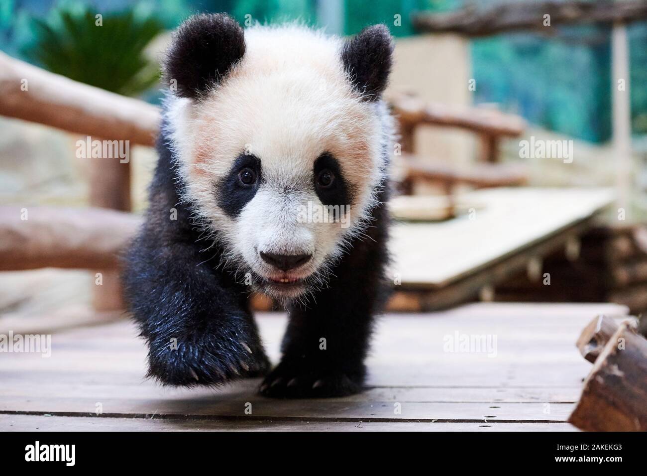 Giant Panda Cub Ailuropoda Melanoleuca Investigating Its