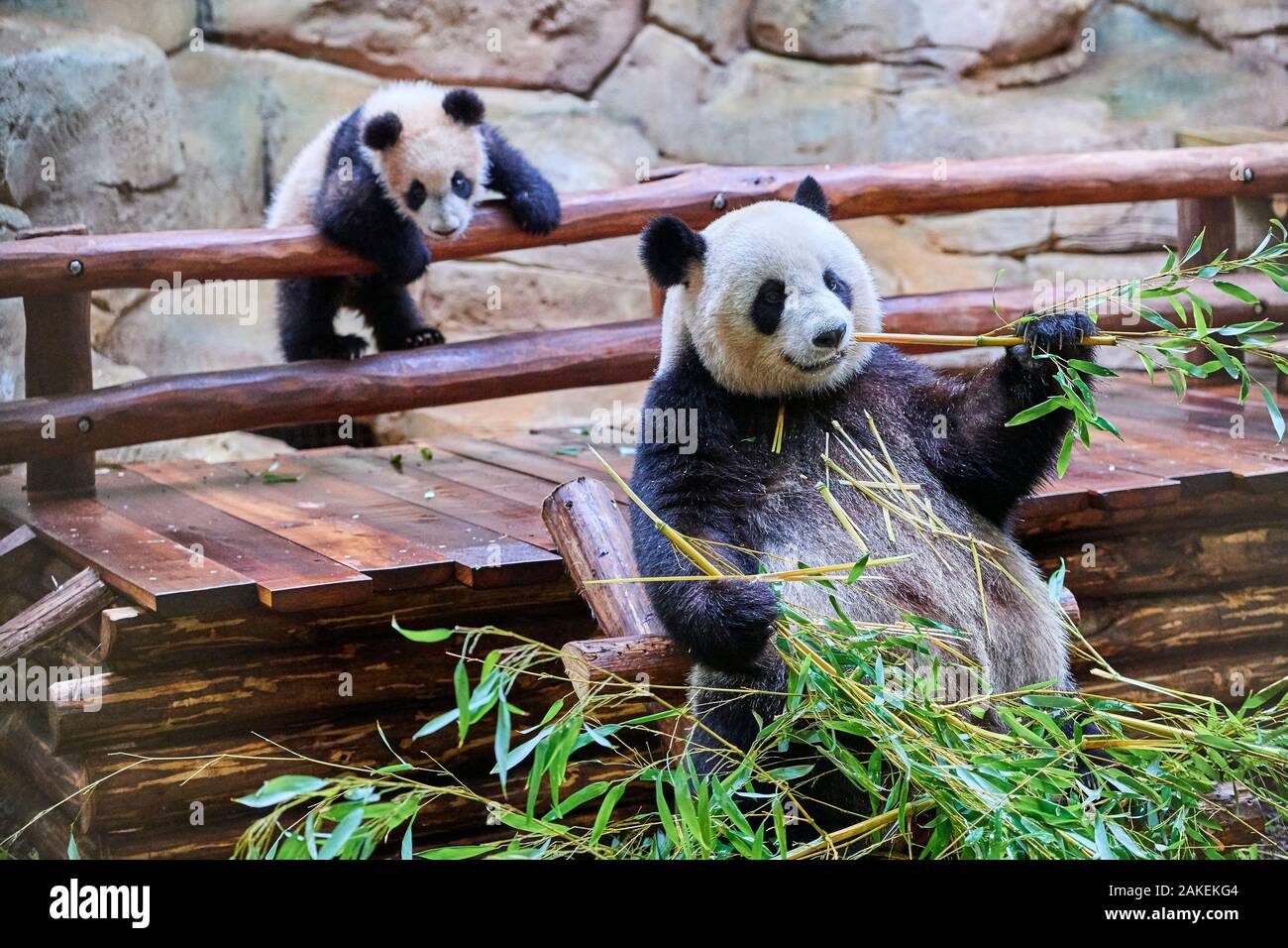 Giant panda (Ailuropoda melanoleuca) female Huan Huan feeding on bamboo with her playful cub in the background Yuan Meng, first Giant panda even born in France, now aged 8 months, Beauval Zoo, France Stock Photo