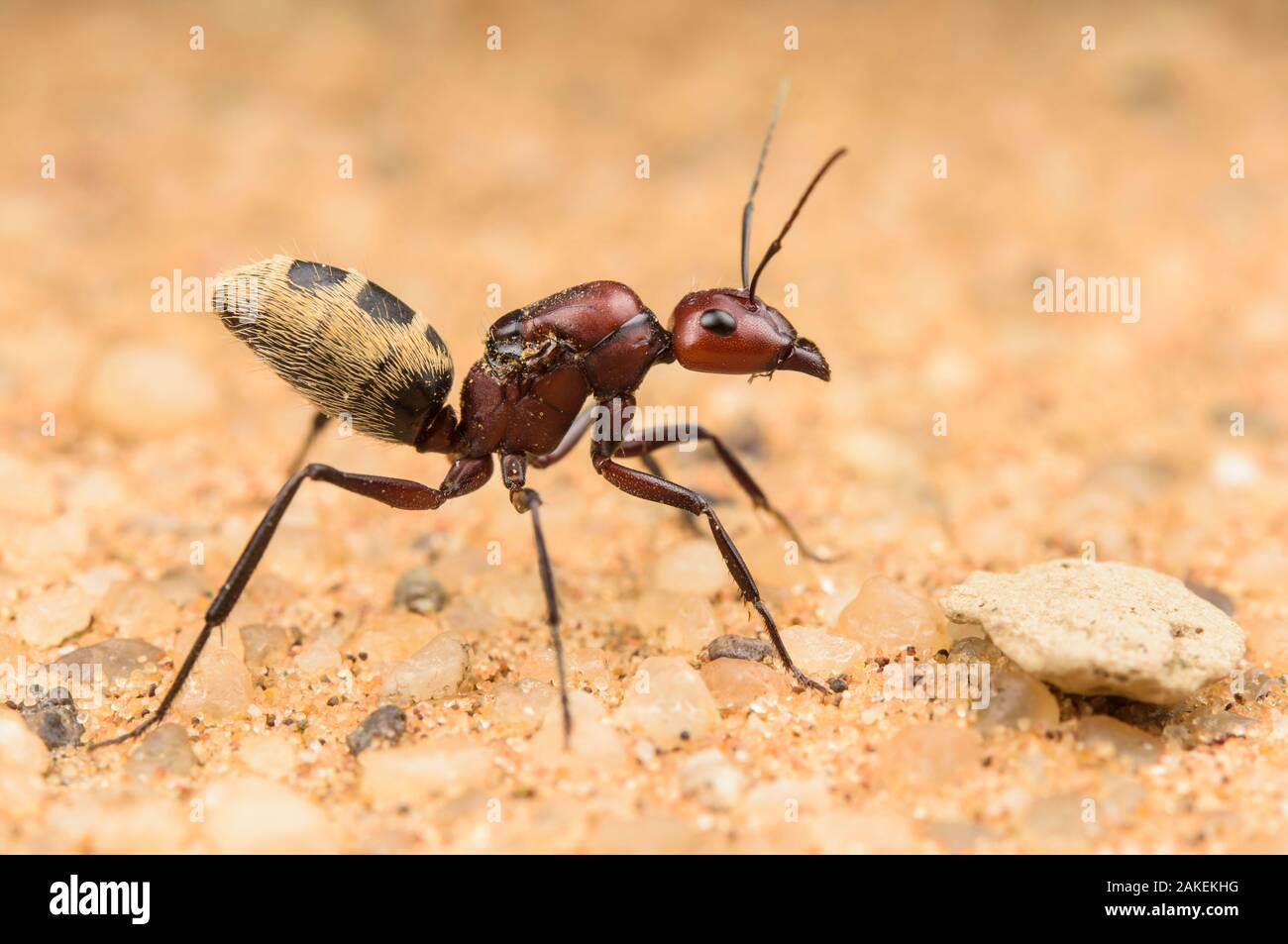 Namib Desert dune ant (Camponotus detritus), queen looking for a suitable place to start building a colony. Swakopmund, Dorob National Park, Namibia Stock Photo