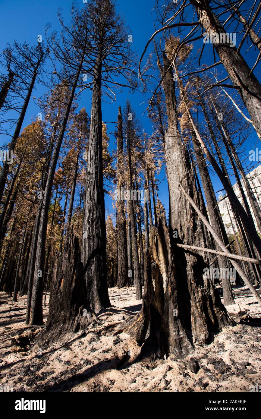 Forest fire destroyed area of forest in the Little Yosemite Valley in the Yosemite National Park, California, USA. This fire was started by a lightning strike.  October 2014 Stock Photo