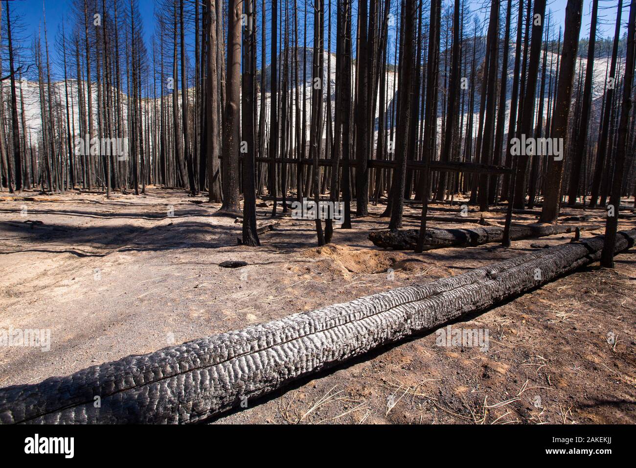 Forest fire destroys an area of forest in the Little Yosemite Valley, Yosemite National Park, California, USA. Most of California was in exceptional drought, the highest classification of drought, which led to an increasing number of wild fires.  October 2014 Stock Photo