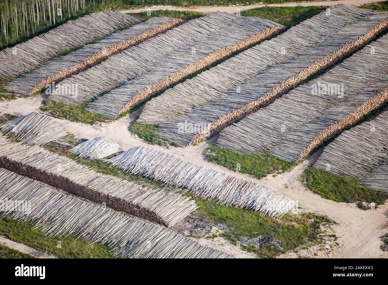 Boreal forest trees clear felled to make way for a new tar sands mine north of Fort McMurray, Alberta, Canada. August 2012 Stock Photo