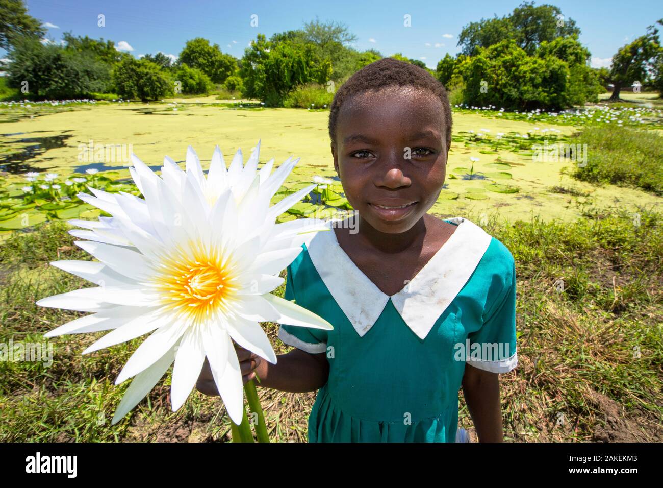 A girl picking Water lillies growing on marshland in the Shire valley near Bangula, Malawi, March 2015. Stock Photo