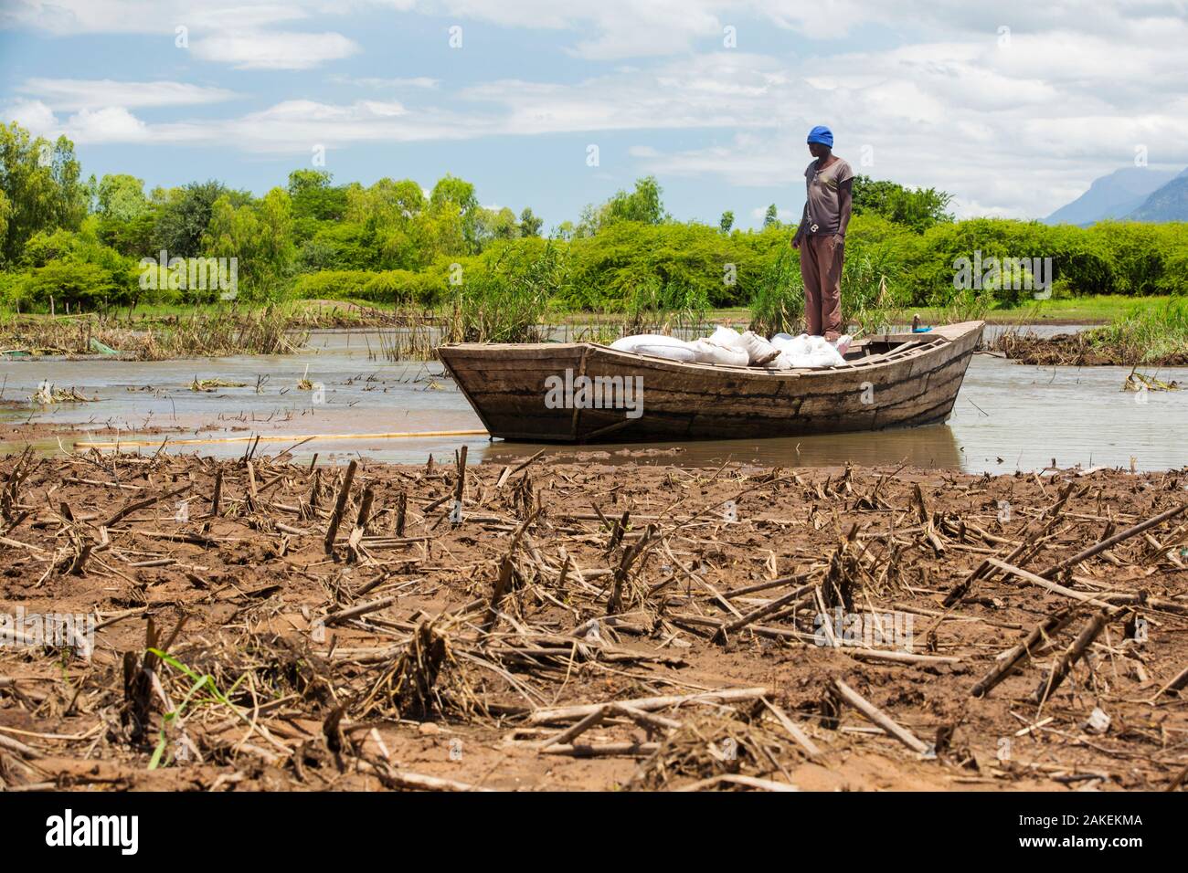 Boat ferrying food supplies across flooded farmland near Mulanje, with maize crops destroyed by the floods in the foreground. Malawi, March 2015. Stock Photo