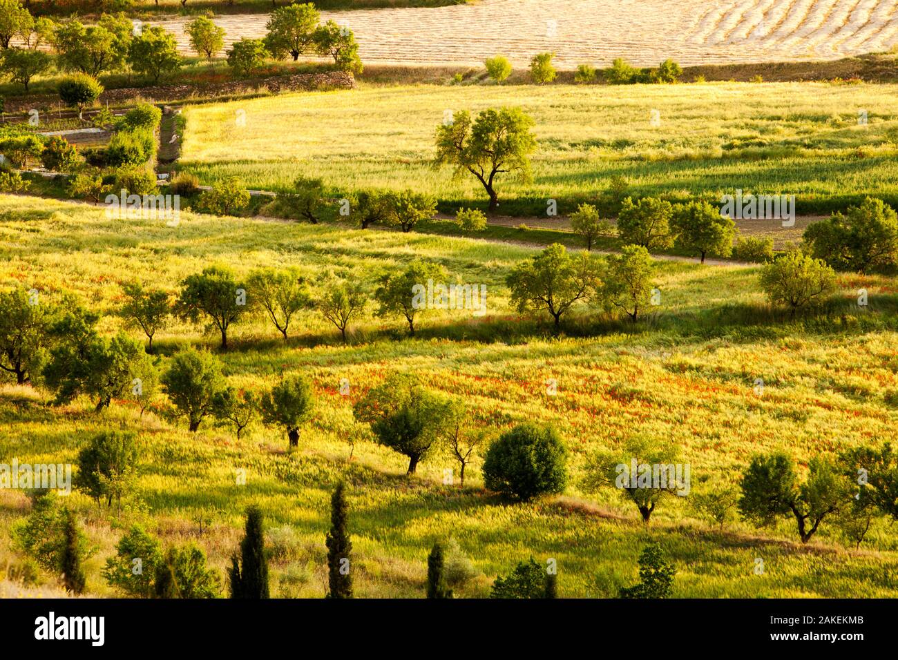 Traditional agriculture in evening light. with small fields growing cereal, interspersed with fruit trees, in La Calahorra, Andalucia, Spain, May 2011. Stock Photo