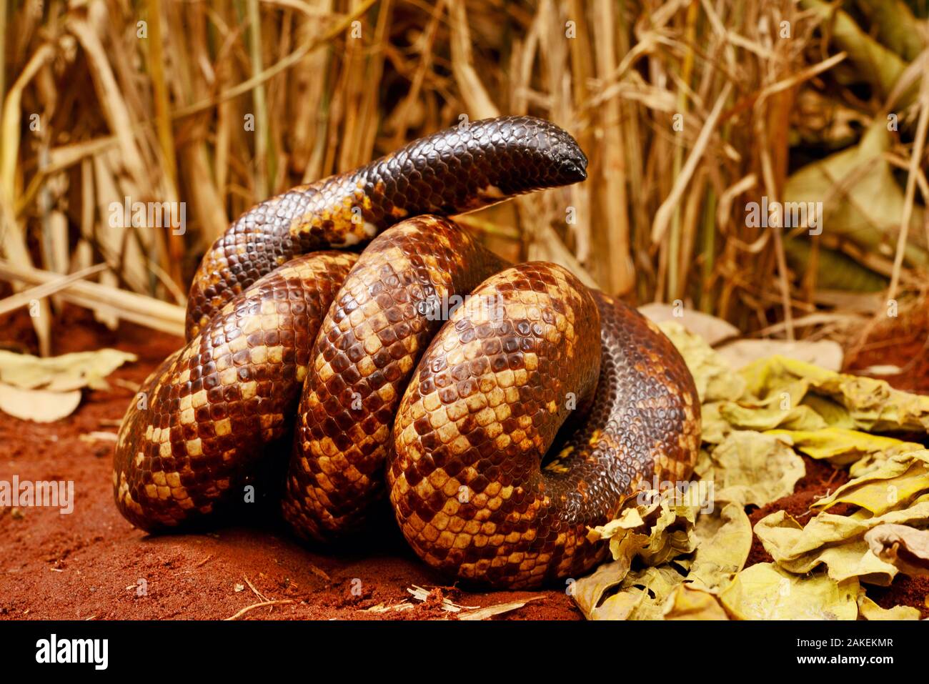 Calabar burrowing boa snake (Calabaria reinhardtii) in defensive ball,  captive, occurs equatorial rain forest of West and central Africa. Head and tail are very similar Stock Photo