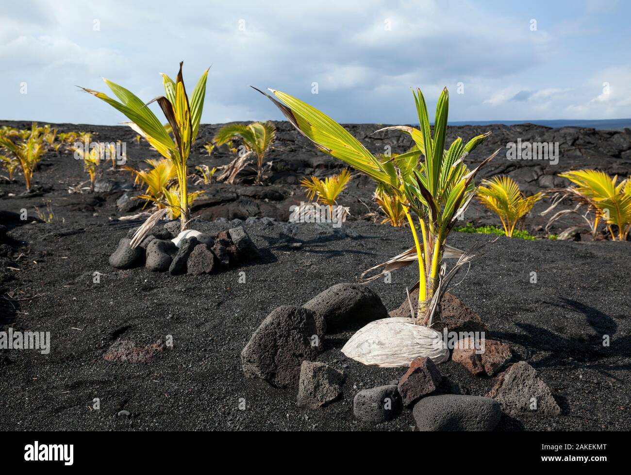 Coconut trees planted in a lava field near Kaimu, Hawaii Stock Photo