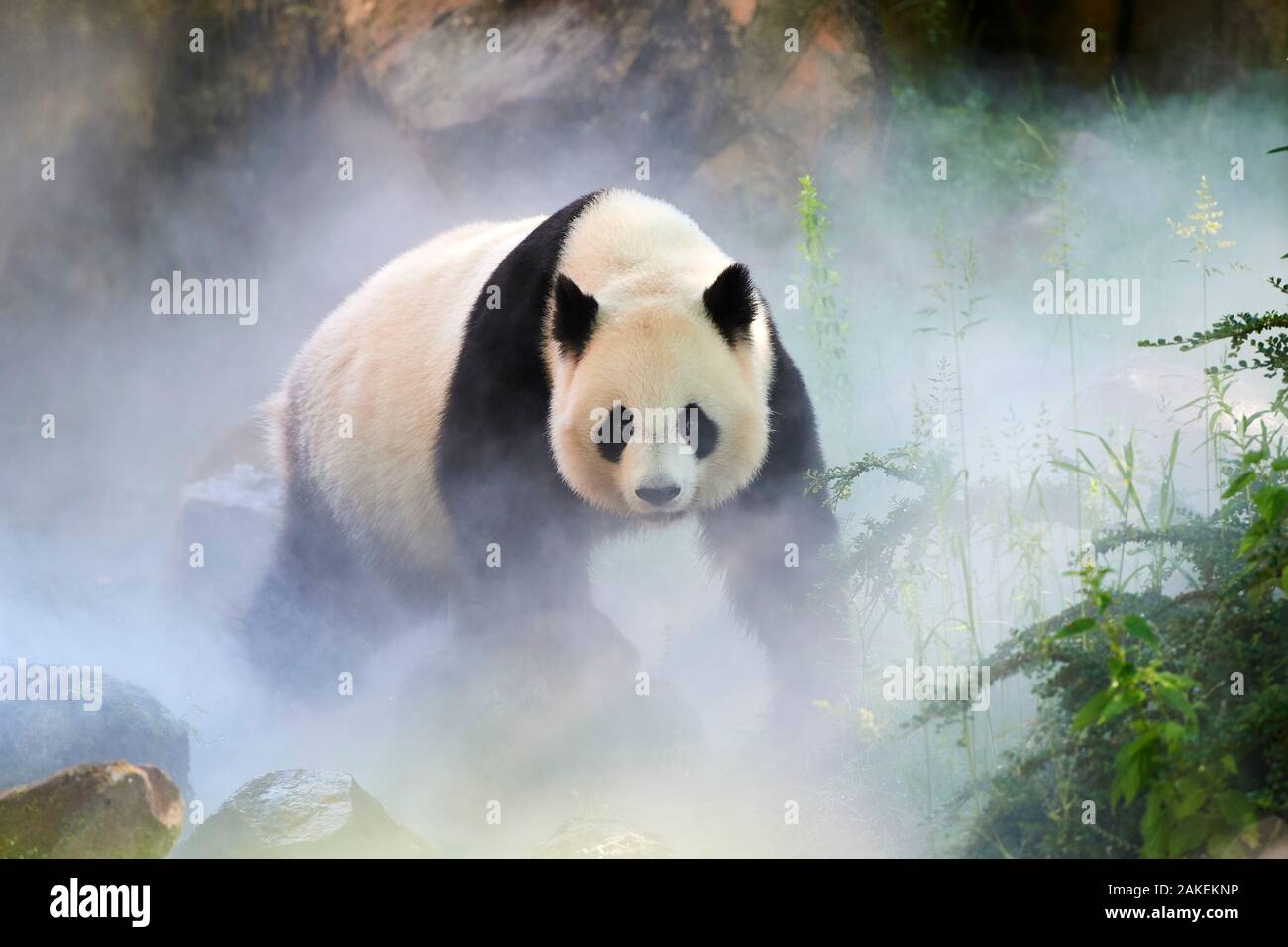 Giant panda (Ailuropoda melanoleuca) female, Huan Huan, out in her enclosure in mist, Captive at Beauval Zoo, Saint Aignan sur Cher, France  The mist is created artificially by machine, in order to create a cooler environment, closer to the conditions in their natural mountain habitat in China Stock Photo