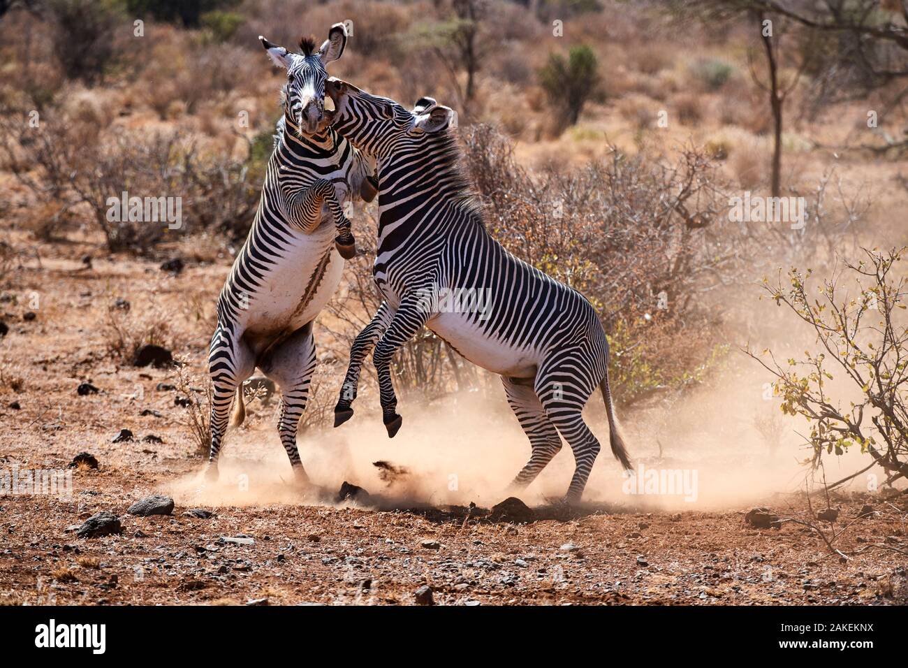 Grevy zebra (Equus grevyi) stallions fighting, Samburu National Reserve, Kenya. Stock Photo