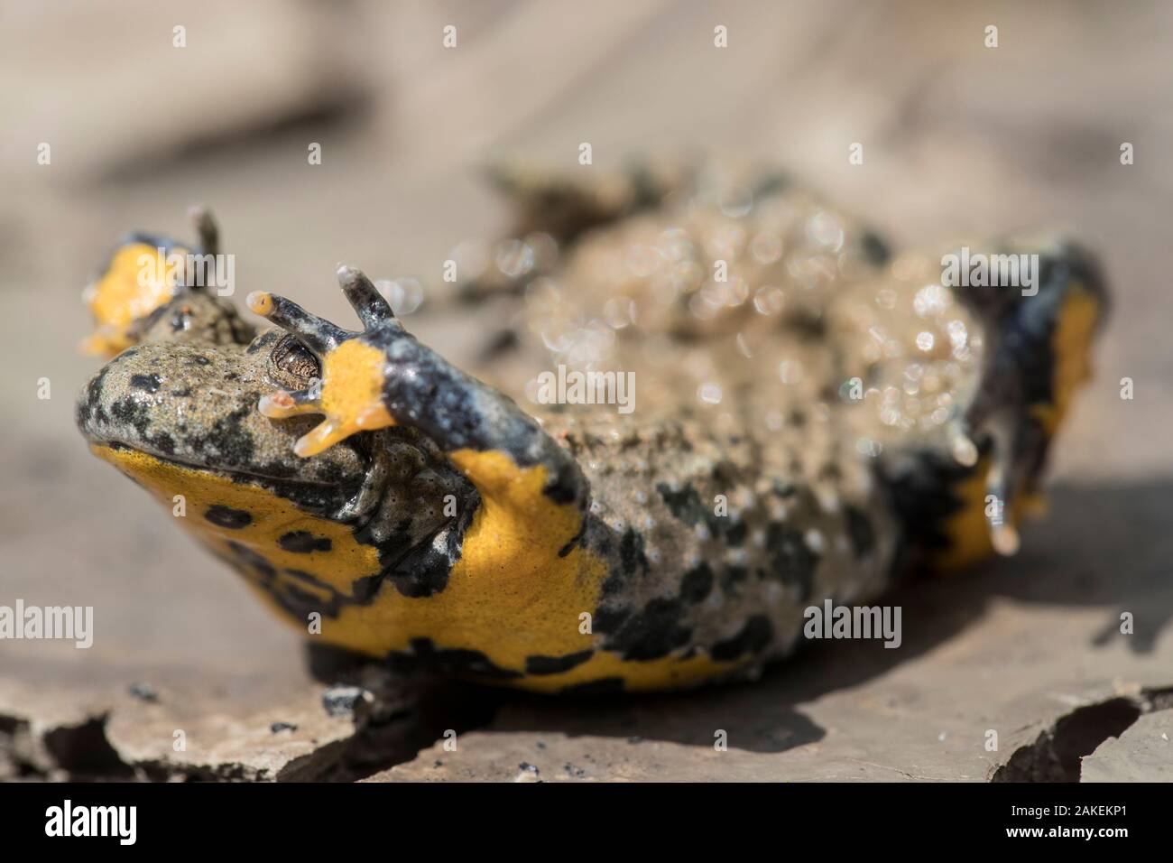 Yellow-bellied toad (Bombina variegata) in defensive posture showing warning colours, on dried soil with mud cracks, Lower Saxony, Germany. August. Stock Photo