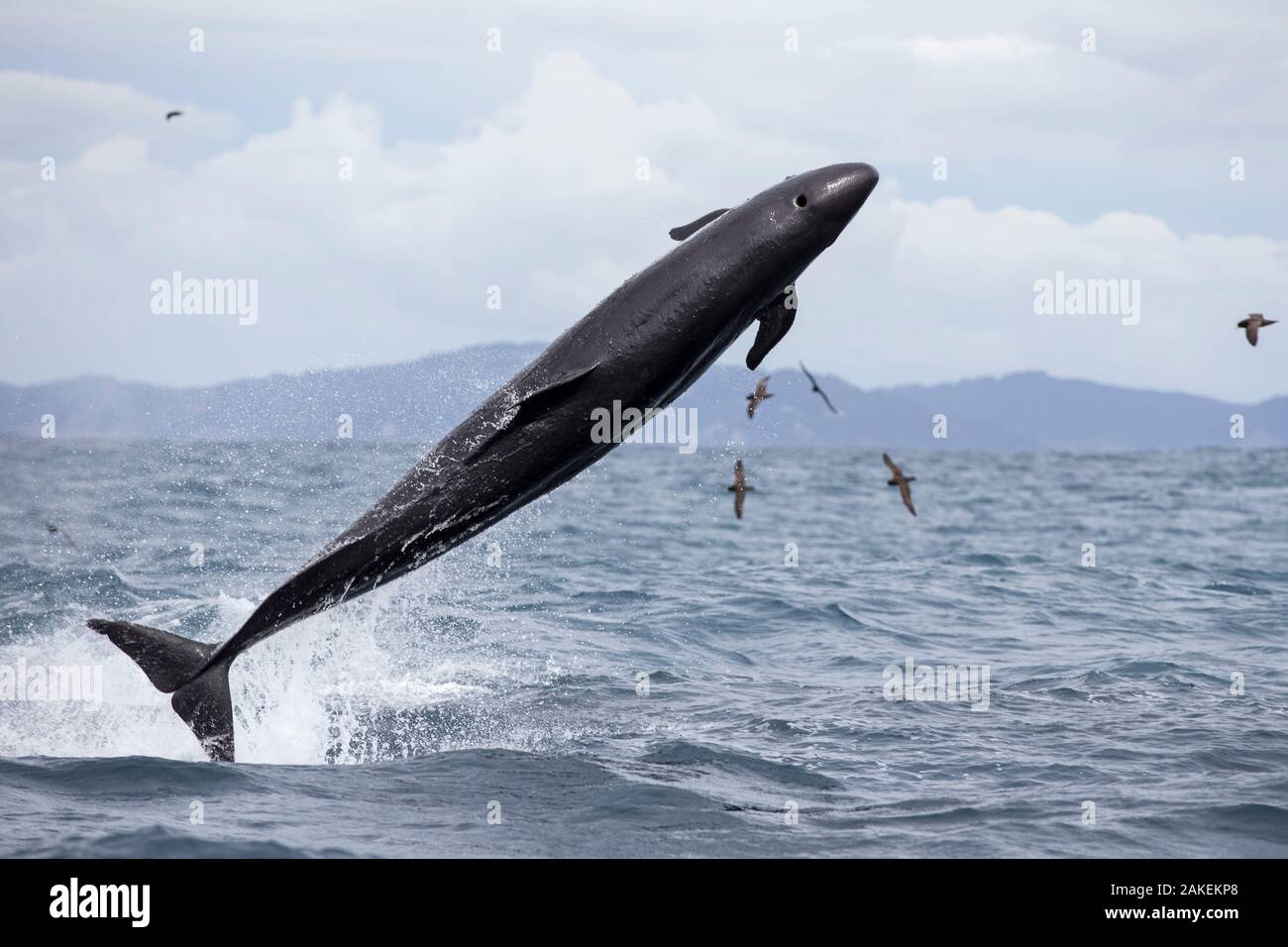 False killer whales (Pseudorca crassidens) breaching,  Northern New Zealand Stock Photo