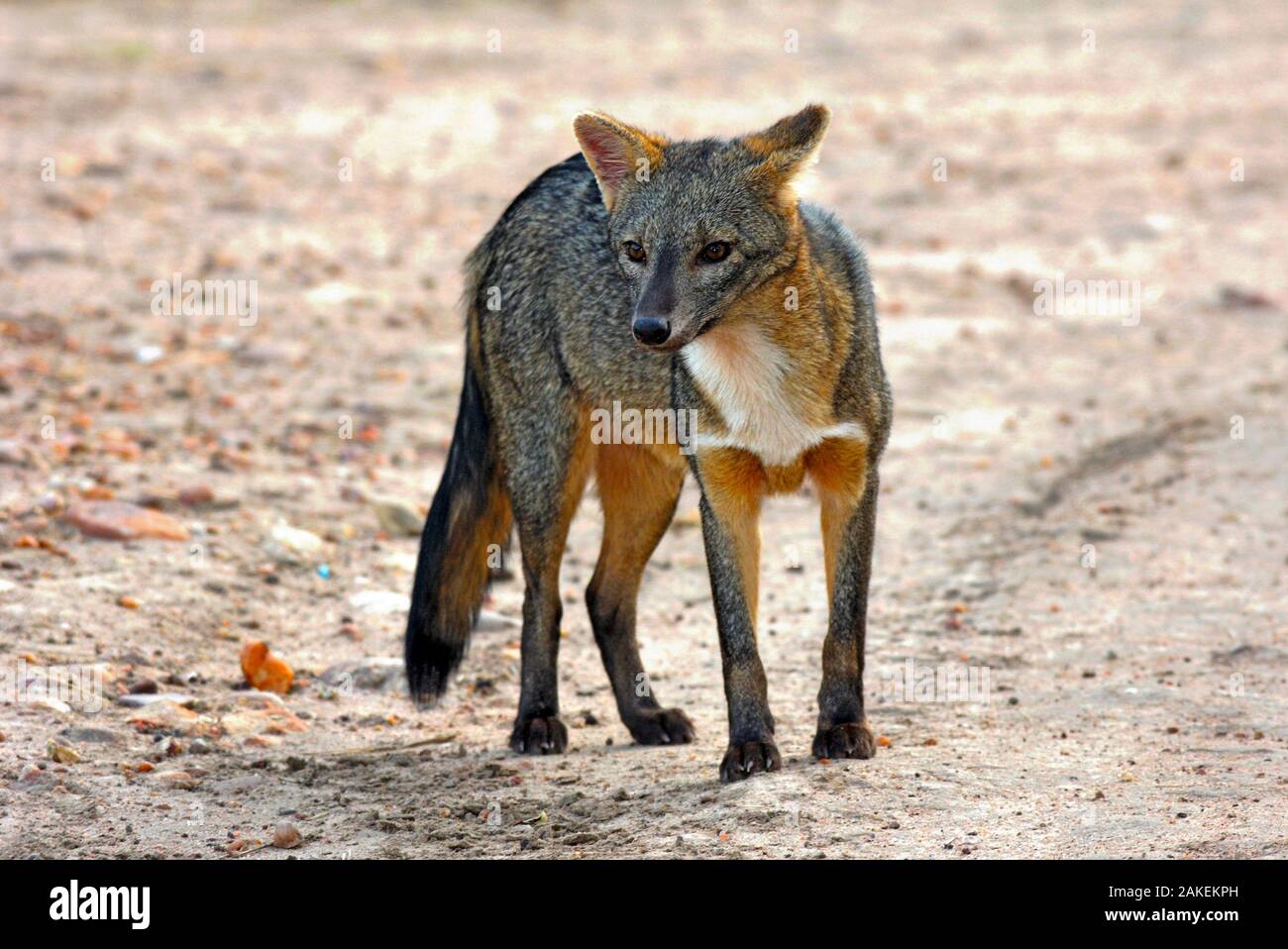 Crab-eating fox (Cerdocyon thous) Kaa-Lya National Park, South East Bolivia. Stock Photo