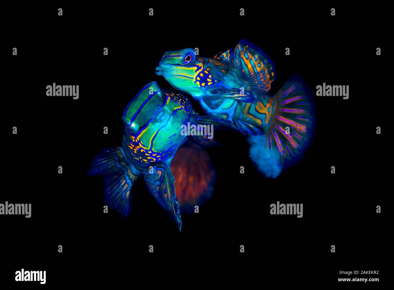 Mandarinfish (Synchiropus splendidus) pair spawning. The larger male (behind) is lifting the female into the spawning rise on his pectoral fin, the smaller female (foreground) is releasing eggs, clearly visible below her body. Bitung, North Sulawesi, Indonesia. Lembeh Strait, Molucca Sea. Stock Photo