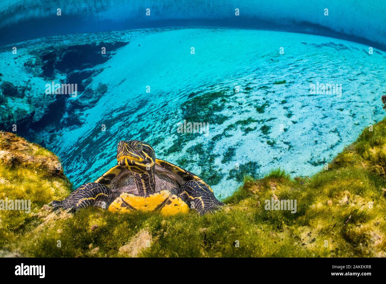 Portrait of a Suwanee cooter (Pseudemys concinna suwanniensis) in a freshwater spring. Gilchrist Blue Springs State Park, High Springs, Florida, USA Stock Photo