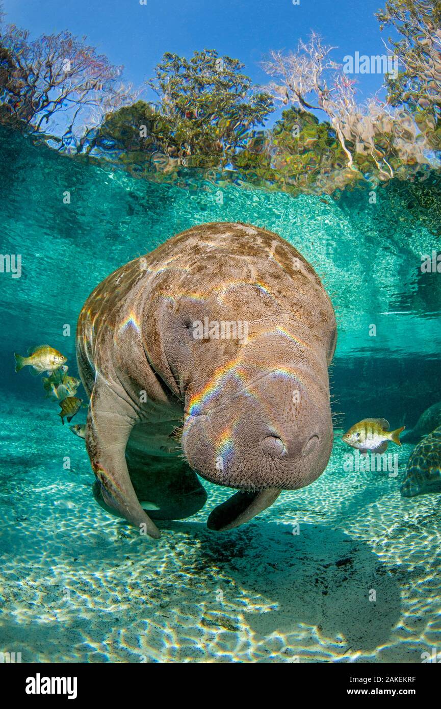 Florida manatee (Trichechus manatus latirostrus) with Blue gill sunfish (Lepomis macrochirus) cleaning it, in a freshwater spring, beneath trees. Three Sisters Spring, Crystal River, Florida, USA Stock Photo
