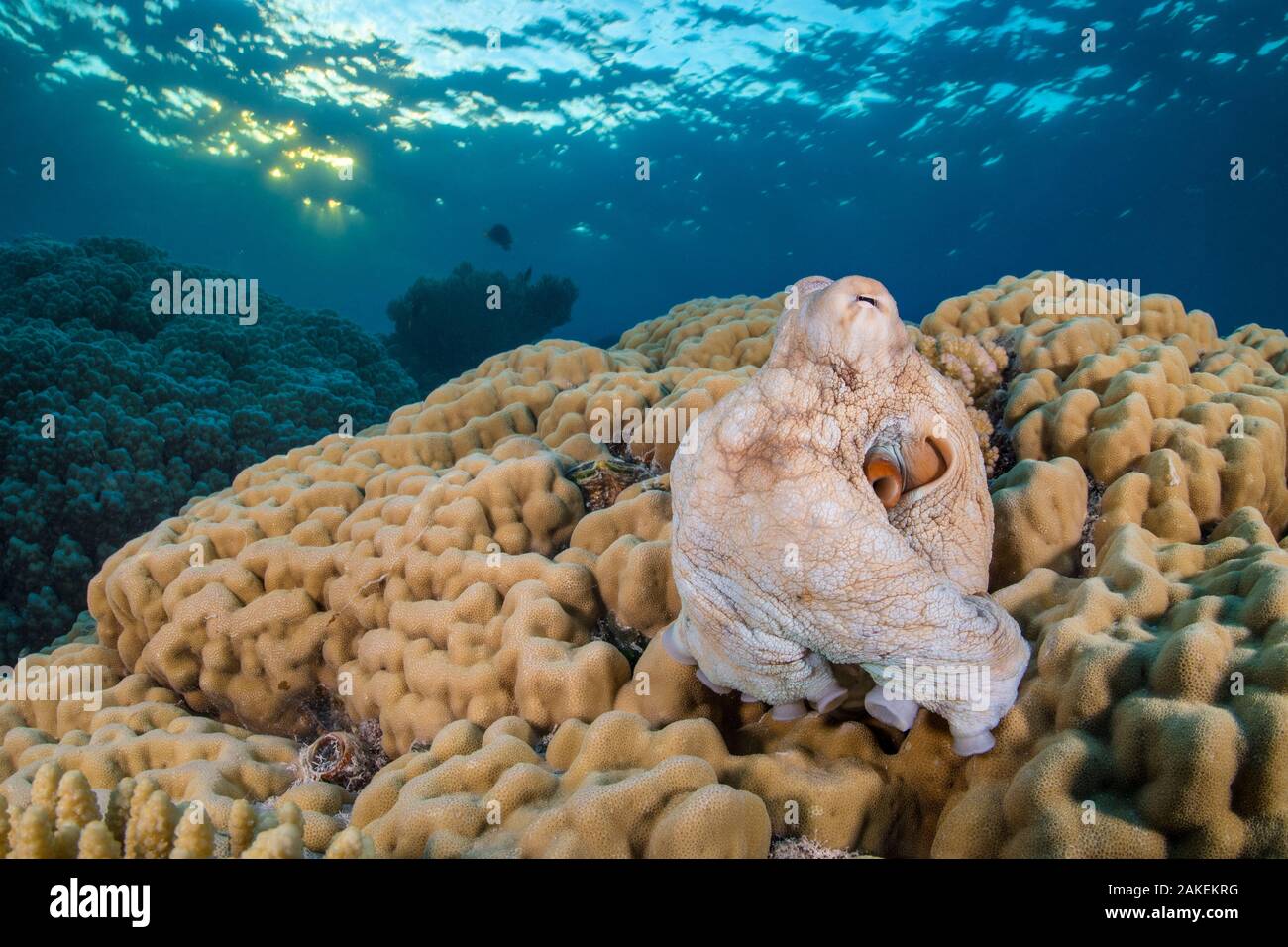 Reef octopus (Octopus cyanea) emerges from its den in a hole in a large hard coral (Porites sp.) at sunset. Sha'ab Mahmood, Sinai, Egypt. Red Sea Stock Photo
