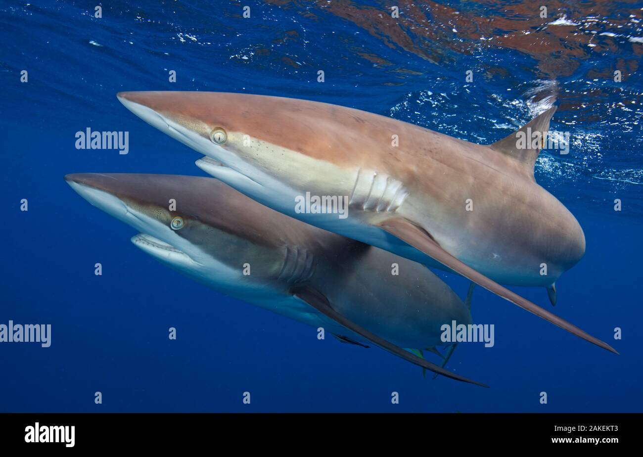 Silky shark (Carcharhinus falciformis) two swimming together,  Jardines de la Reina / Gardens of the Queen National Park, Caribbean Sea, Ciego de Avila, Cuba, January. Vulnerable species. Stock Photo