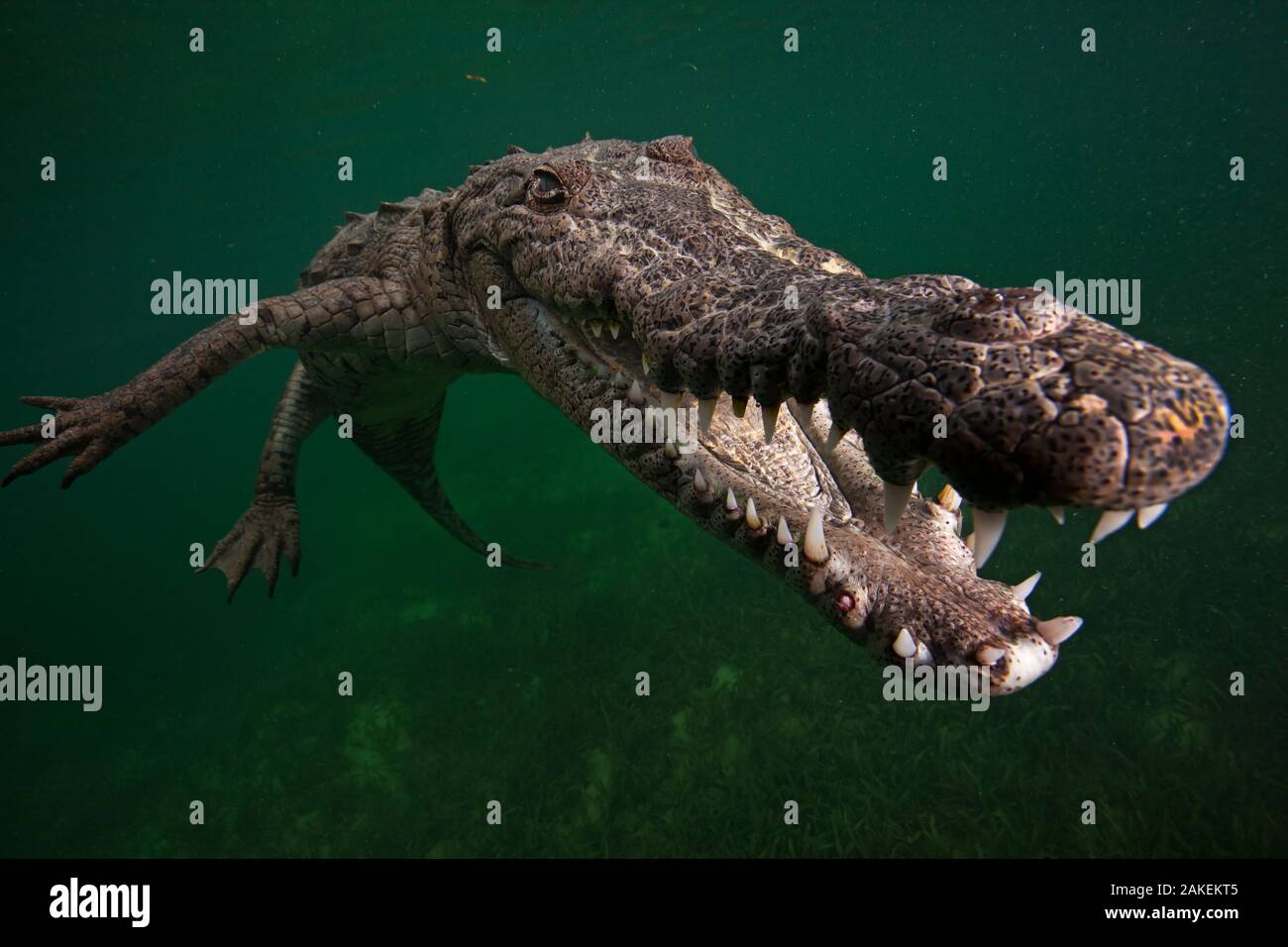 American crocodile (Crocodylus acutus), underwater, Jardines de la Reina / Gardens of the Queen National Park, Caribbean Sea, Ciego de Avila, Cuba, January. Vulnerable species. Stock Photo