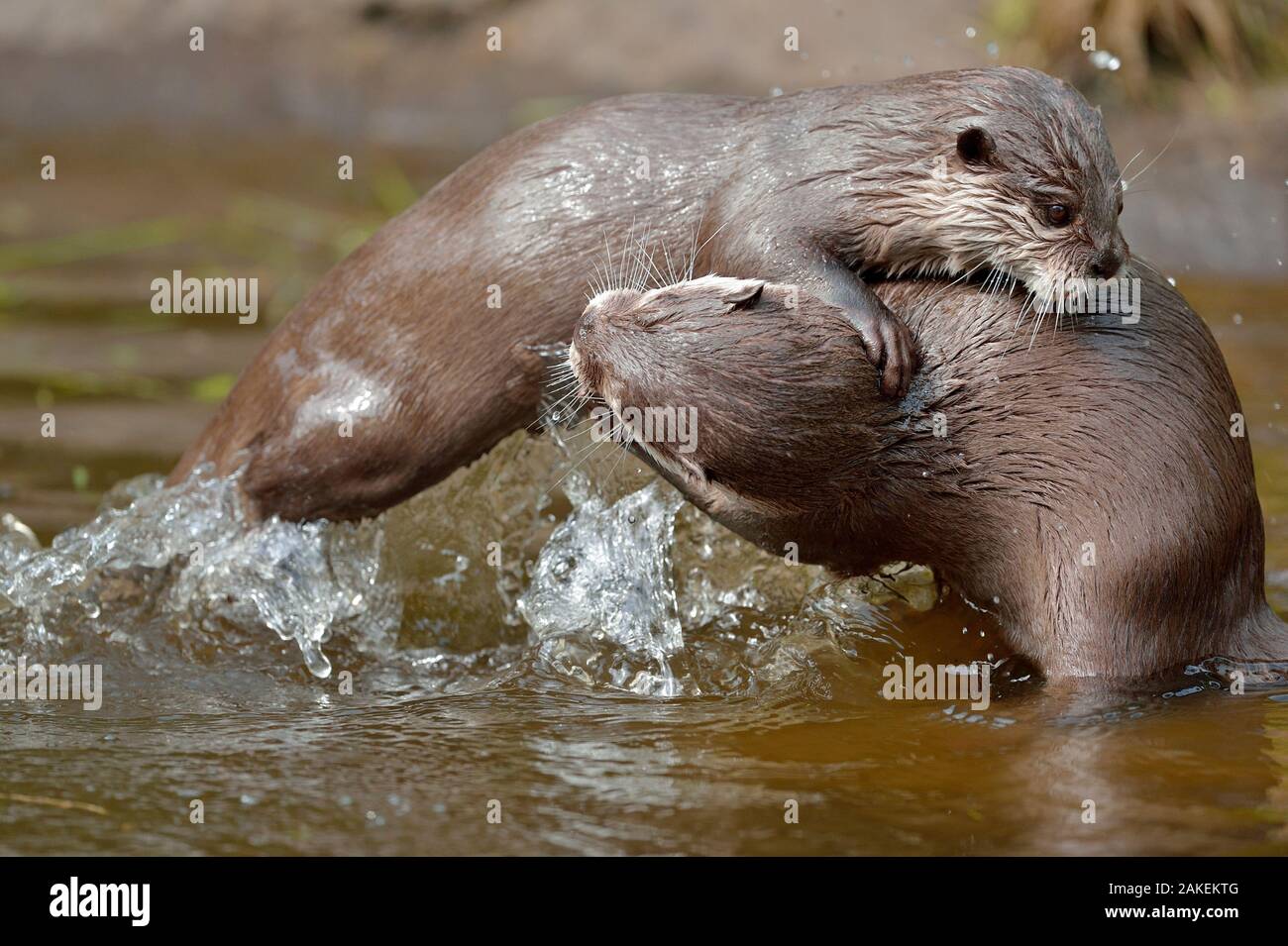 Asian small-clawed otter (Aonyx cinerea) two young females play-fighting, Edinburgh Zoo, Scotland, captive Stock Photo